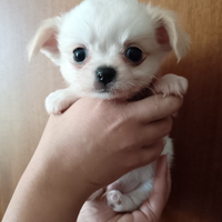 Chihuahua mini toy