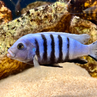 Acquario con pesci