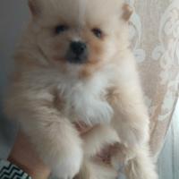 Spitz di pomerania nani