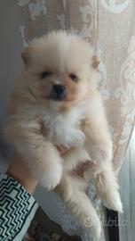 Spitz di pomerania nani