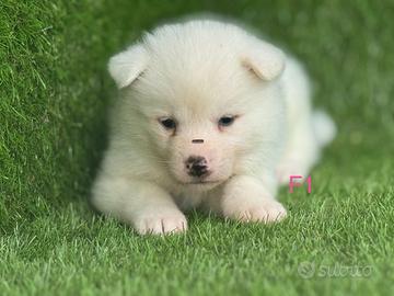 Akita Inu con pedigree enci