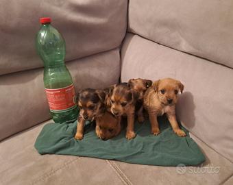 Cuccioli taglia piccola