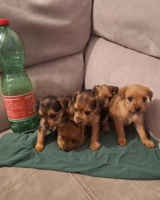 Cuccioli taglia piccola