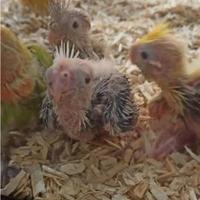 Calopsite da imbecco