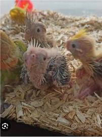 Calopsite da imbecco