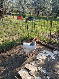 Galline susex-marans
