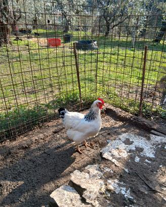 Galline susex-marans