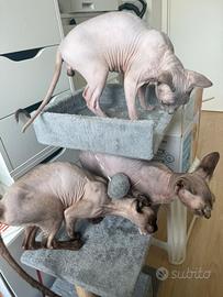 Sphynx