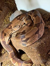 Boa Constrictor