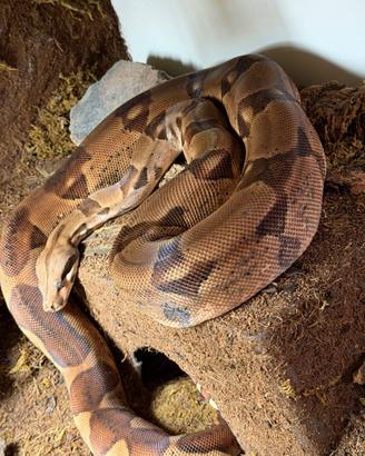 Boa Constrictor