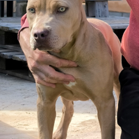 American Pitbull Terrier Esotic CUCCIOLI