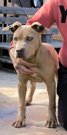 American Pitbull Terrier Esotic CUCCIOLI
