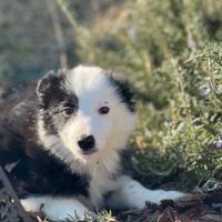 Border collie