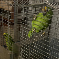 Coppia di pappagalli amazzone fronte gialla