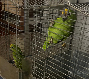 Coppia di pappagalli amazzone fronte gialla