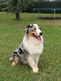 Pastore australiano per monte