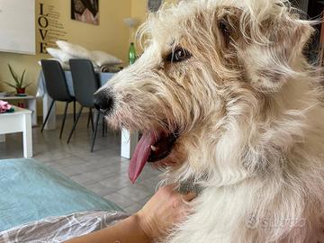 Margot 3 anni desidera una famiglia che la ami