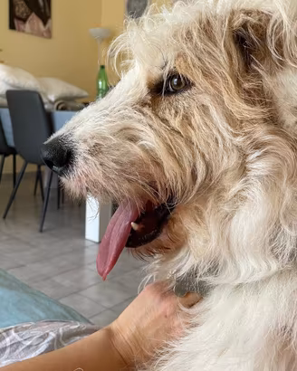 Margot 3 anni desidera una famiglia che la ami