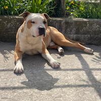 Amstaff per monta