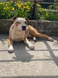 Amstaff per monta