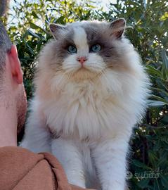 Gattini RAGDOLL mitted e bicolor