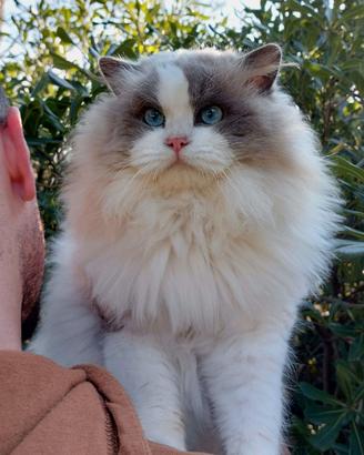 Gattini RAGDOLL mitted e bicolor