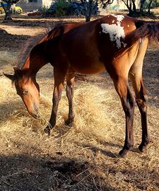 Puledra appaloosa