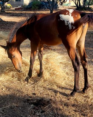 Puledra appaloosa