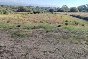 Terreno agricolo loc. Sedanus . Villacidro
