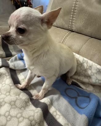 Chihuahua