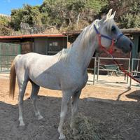 Cavallo arabo
