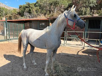 Cavallo arabo