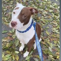 Pitbull