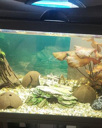 Acquario