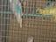 Immagine 6