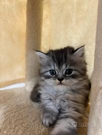 Disponibili cuccioli di persiano Normotipo