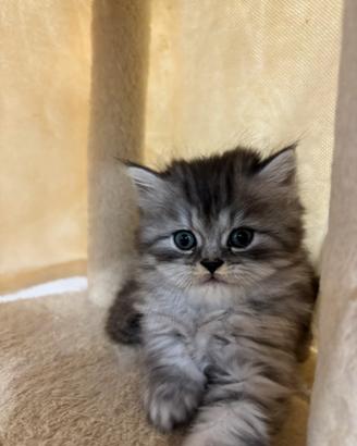 Disponibili cuccioli di persiano Normotipo