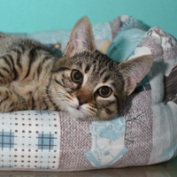 Gattine mignon simpatiche e affettuose