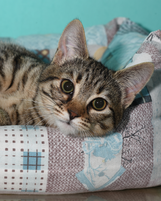 Gattine mignon simpatiche e affettuose