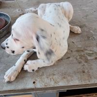 cucciolo setter inglese contattare tel 3 mes