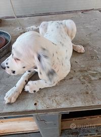 cucciolo setter inglese contattare tel 3 mes