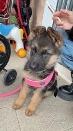 Cucciola pastore tedesco