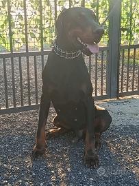 Dobermann Maschio