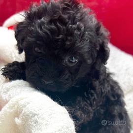 Cuccioli barboncini toy femmine