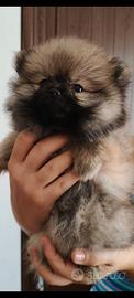 Cuccioli di Spitz di Pomerania