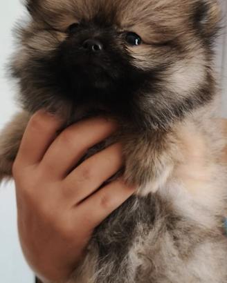 Cuccioli di Spitz di Pomerania