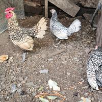 Tris galline amrocks e Tris sebright