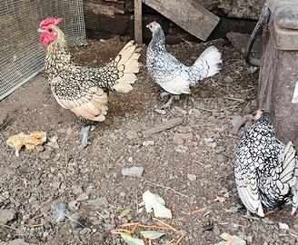 Tris galline amrocks e Tris sebright