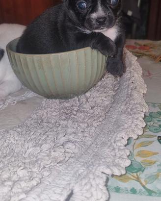 Cuccioli di chihuahua toy