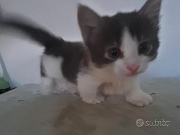Gattini Munchkin, zampe corte